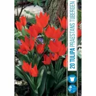 Tulipán (tulipa praestans tubergen) – többszirmú, élénk virágzás Élénkpiros, több virágot hozó szár hosszú virágzás, bő