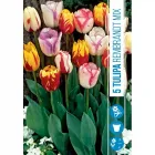 Tulipán (tulipa rembrandt mix) – különleges mintázatú hagymás virág festményszerű, csíkozott szirmok többféle színváltozat