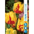 Tulipán (tulipa texas flame) – különleges tavaszi virághagyma lángnyelvszerű, piros-sárga szirmokkal középidőben virágzó, fe