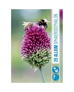 Allium (allium sphaerocephalon) – nyár közepén virágzó díszhagyma apró, tojás alakú bíborvörös virágfejek karcsú, elegáns