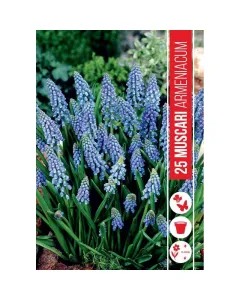 Fürtös gyöngyike (muscari armeniacum) – bájos kék tavaszi hagymás Élénk kék, fürtös virágok tavasszal alacsony termetű, szeg�