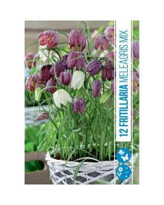 Mocsári kockásliliom (fritillaria meleagris mixed) – bájos, különleges tavaszi hagymás virág sakktáblaszerű mintázatú, bókoló