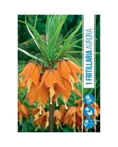 Császárkorona (fritillaria imperialis aurora) – különleges tavaszi hagymás virág
Élénk narancsszínű, bókoló harang alakú vi