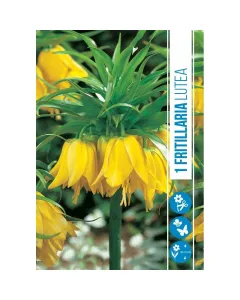 Császárkorona (fritillaria imperialis lutea) – különleges tavaszi hagymás virág Élénk sárga, bókoló harang alakú virágok ta