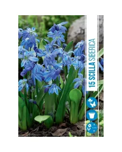 Bókoló csillagvirág (scilla siberica) – bájos kora tavaszi virág intenzív kék, bókoló csillag alakú virágok korai virágzás, m