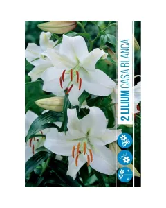 Liliom (lilium casa blanca) – elegáns, fehér illatos virágok nagy, hófehér szirmok sárgás porzóval erőteljes, felfelé és kiss