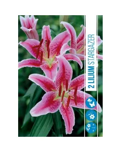 Liliom (lilium stargazer) – illatos, rózsaszín-fehér virágok Élénk rózsaszín szirmok fehér szegéllyel és pöttyökkel erőtel