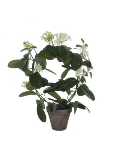 Mica decorations - selyemvirág (stephanotis, fehér, 50cm)