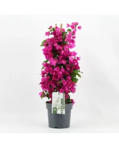 Murvafürt (bougainvillea spectabilis) – mediterrán hangulatú dísznövény látványos, élénk színű fellevelek napos, meleg helyen 