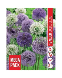 Allium (allium bubble blend) – változatos színű díszhagyma válogatás dekoratív, látványos nyári virágzás közepes magasság�