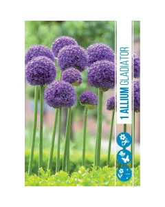 Allium (allium gladiator) – impozáns, gömb alakú díszhagyma magas szárú, feltűnő kerti növény hosszú ideig virágzó, tartós