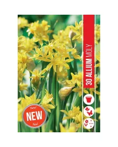 Allium (allium moly) – aranysárga virágú díszhagyma tömegesen nyíló, csillag alakú sárga virágok kiváló talajtakaró és sze
