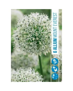 Allium (allium mount everest) – hófehér, gömb alakú díszhagyma nagyméretű, elegáns fehér virággömbök magas szárú, impozán