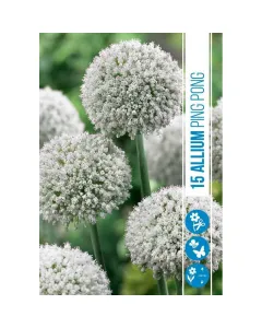 Allium (allium ping pong) – apró, gömb alakú díszhagyma tömör, lilás virággömbök tavasz végén kompakt, közepes méretű nö