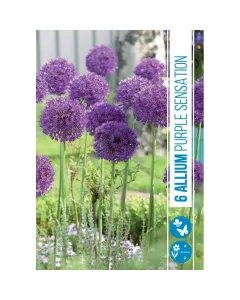 Allium (allium purple sensation) – élénk lilás díszhagyma gömb alakú, intenzív lila virágzat tavasszal igénytelen, könnyen nev