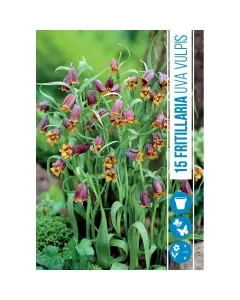 Asszír kockásliliom (fritillaria uva-vulpis) – különleges, elegáns virág tavaszra sötét ibolyás-barna szirmok sárga szegéllyel 