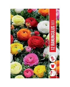 Boglárka (ranunculus mixed) – romantikus, telt virágú válogatás gazdag színkeverék: fehér, rózsaszín, sárga, narancs és piros 