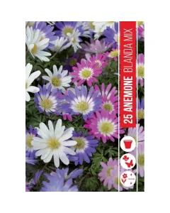Csinos szellőrózsa (anemone blanda mixed) – vidám tavaszi virág korán virágzó, színes szőnyegszerű megjelenés rózsaszín, k�