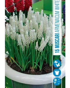 Fürtös gyöngyike (muscari armeniacum white) – különleges fehér tavaszi hagymás alacsony növekedés, szegélyekhez és ágyásokb