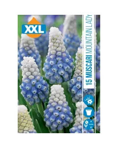 Fürtös gyöngyike (muscari mountain lady) – különleges kétszínű virágzat: alsó része mélykék, felső része hófehér kora tav