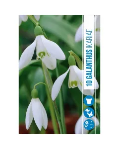 Hóvirág (galanthus ikariae) – bájos, korai tavaszi virág finom, hófehér szirmok zöldes mintázattal a tél végétől hirdeti a tav