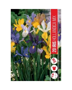 Írisz (iris hollandica mixed) – elegáns nyári hagymás virág gazdag színkeverék: kék, lila, fehér, sárga árnyalatok karcsú, sz�