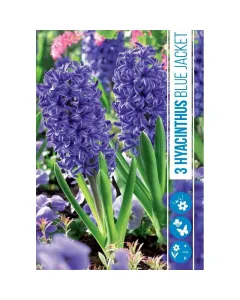 Jácint (hyacinthus blue jacket) – illatos tavaszi hagymás virág erős illatú, színes virágzat tavasszal könnyen nevelhető, nap