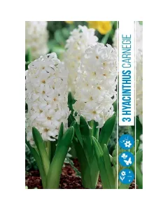 Jácint (hyacinthus carnegie) – illatos tavaszi hagymás virág erős illatú, színes virágzat tavasszal könnyen nevelhető, napos 