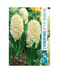 Jácint (hyacinthus city of haarlem) – illatos tavaszi hagymás virág erős illatú, színes virágzat tavasszal könnyen nevelhető, n
