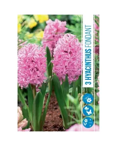 Jácint (hyacinthus fondant) – illatos tavaszi hagymás virág erős illatú, színes virágzat tavasszal könnyen nevelhető, napos v