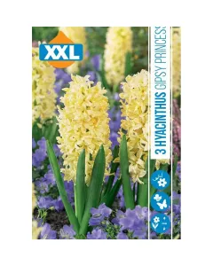 Jácint (hyacinthus gipsy princess) – illatos tavaszi hagymás virág erős illatú, színes virágzat tavasszal könnyen nevelhető, 