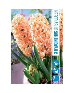 Jácint (hyacinthus gipsy queen) – illatos tavaszi hagymás virág erős illatú, színes virágzat tavasszal könnyen nevelhető, napo