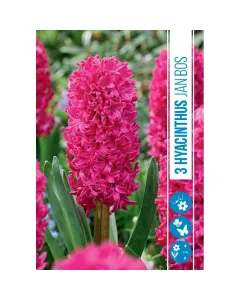 Jácint (hyacinthus jan bos) – illatos tavaszi hagymás virág erős illatú, színes virágzat tavasszal könnyen nevelhető, napos va