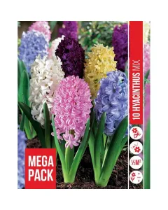 Jácint (hyacinthus orientalis mixed) – illatos tavaszi hagymás virág erős illatú, színes virágzat tavasszal könnyen nevelhető