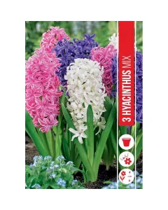Jácint (hyacinthus orientalis mixed) – illatos tavaszi hagymás virág erős illatú, színes virágzat tavasszal könnyen nevelhető