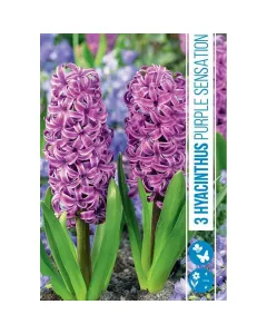 Jácint virághagyma, Hyacinthus Purple Sensation (3db/csomag) Jácint (hyacinthus purple sensation) – illatos tavaszi hagymás virág erős illatú, színes virágzat tavasszal könnyen nevelhető