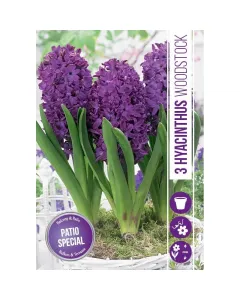 Jácint (hyacinthus woodstock) – illatos tavaszi hagymás virág erős illatú, színes virágzat tavasszal könnyen nevelhető, napos