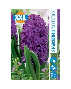 Jácint (hyacinthus woodstock) – illatos tavaszi hagymás virág erős illatú, színes virágzat tavasszal könnyen nevelhető, napos