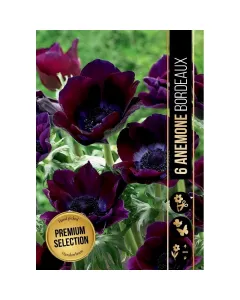 Koronás szellőrózsa (anemone coronaria bordeaux) – elegáns tavaszi hagyma mélybordó, bársonyos virágzattal erőteljes színfolt 