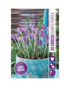 Krókusz (crocus botanical barrs purple) – látványos tavaszi virág erőteljes lila virágok sötétebb erezettel korai, évelő hagy