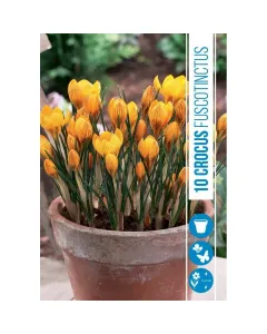 Krókusz (crocus botanical fuscotinctus) – korai tavaszi hagymás növény Élénksárga szirmok barna csíkozással könnyen nevelhető