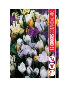 Krókusz (crocus botanical mixed) – változatos színű tavaszi virág vegyes színek: lila, fehér, sárga árnyalatok korai, évelő h
