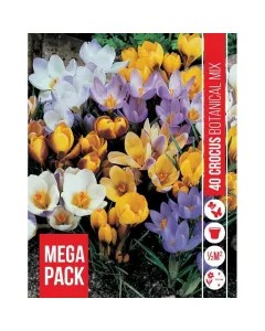 Krókusz (crocus botanical mixed) – színpompás tavaszi virágok vegyes színek: lila, fehér, sárga árnyalatok korai virágzás, év