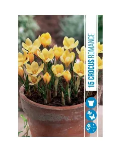 Krókusz (crocus botanical romance) – napsárga tavaszi virághagyma Élénk sárga szirmok, korai virágzás: tél végén–kora tavas
