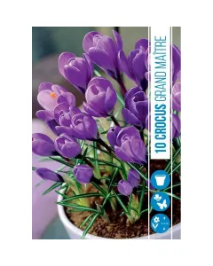 Krókusz (crocus vernus grand maitre) – levendulalila tavaszi virághagyma kora tavasszal nyíló, nagyméretű virágok levendulalila s
