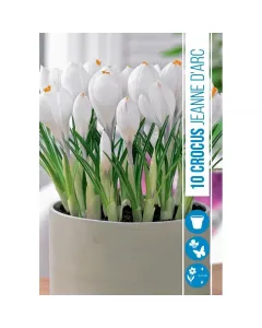 Krókusz (crocus vernus jeanne darc) – hófehér tavaszi virághagyma tiszta fehér, nagyméretű virágokkal sárga porzó, kontraszto