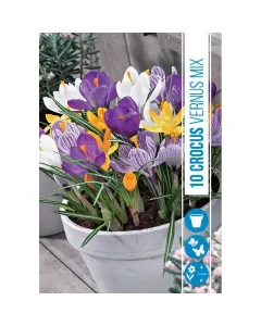Krókusz virághagyma, Crocus Vernus Mixed (10db/csomag) Krókusz (crocus vernus mixed) – színpompás tavaszi virághagyma vegyes árnyalatok: lila, fehér, sárga alacsony termet, szegélyekb