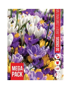 Krókusz virághagyma, Crocus Vernus Mixed (30db/csomag) Krókusz (crocus vernus mixed) – későbbi virágzású krókusz keverék Élénk, vegyes színek: lila, fehér, sárga árnyalatok Év