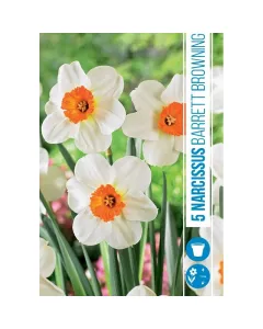 Nárcisz (narcissus barrett browning) – tavasz hírnöke, elegáns megjelenéssel illatos, tavasszal nyíló hagymás növény Élénk 