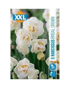 Nárcisz (narcissus bridal crown) – tavasz hírnöke, elegáns megjelenéssel illatos, tavasszal nyíló hagymás növény Élénk sár